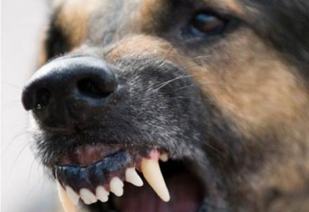    Câinele care şi-a devorat stăpânul mort ar putea fi eutanasiat