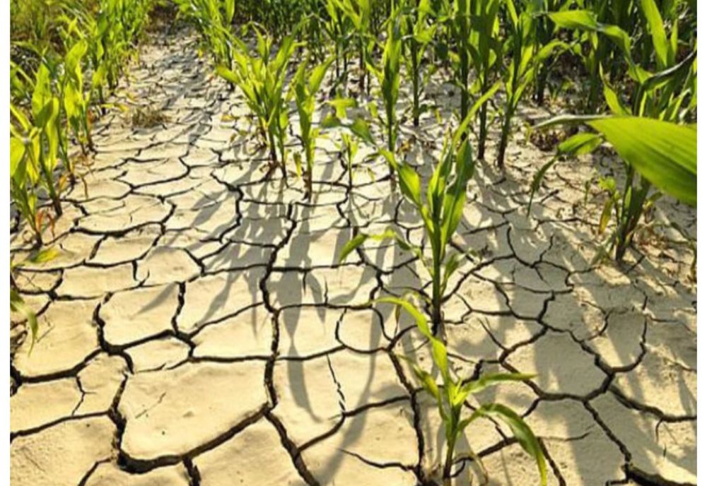 Dolj, Olt şi Teleorman, printre judeţele care au culturile agricole afectate de secetă