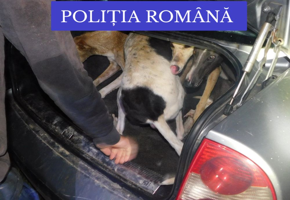 Percheziţii într-un dosar de braconaj, în Olt şi Dolj