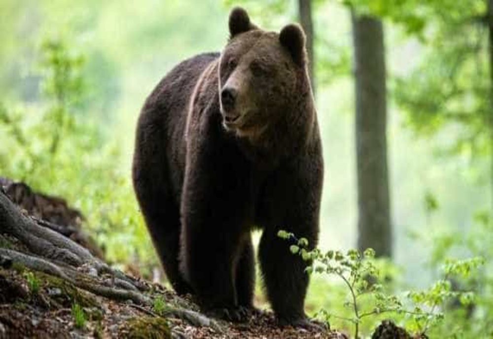URS VĂZUT DIN NOU ÎN RÂMNICU VÂLCEA, DUPĂ CE A ATACAT O GOSPODĂRIE. JANDARMII INTERVIN A TREIA ZI LA RÂND
