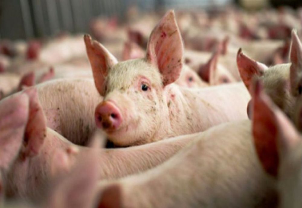 FOCAR DE PESTĂ PORCINĂ AFRICANĂ, CONFIRMAT LA O FERMĂ DIN SCORNICEȘTI
