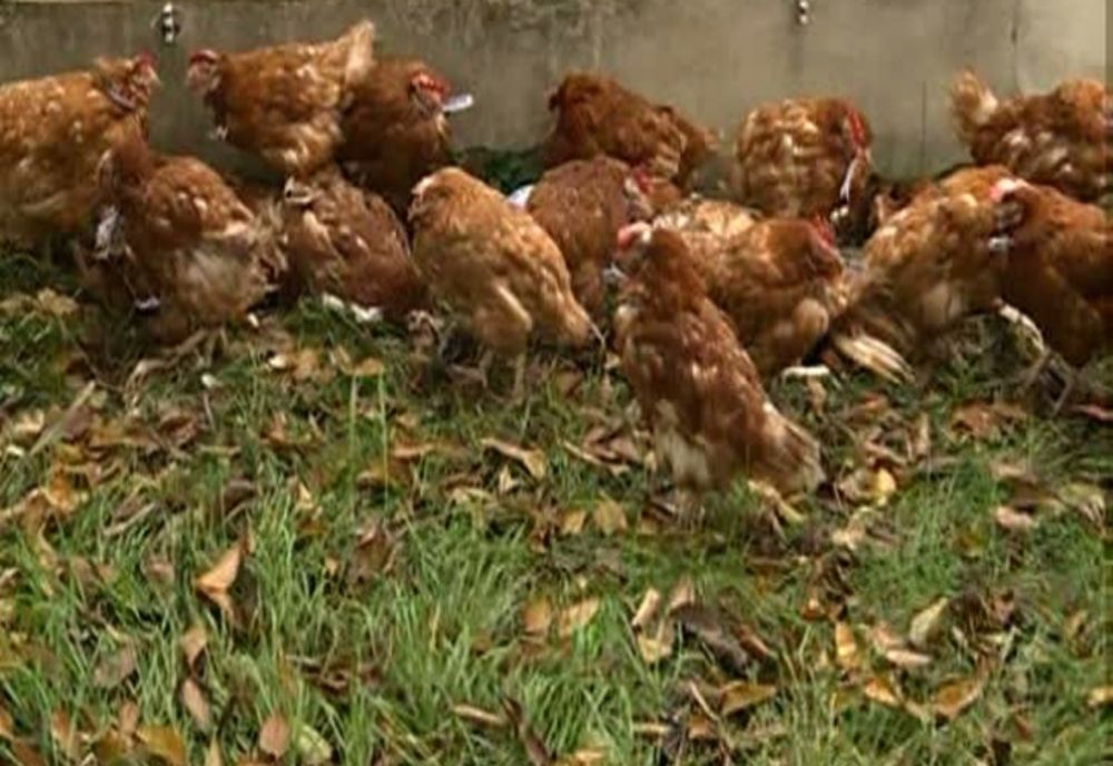 Alertă de gripă aviară în România. 14 localități din Olt, sub supraveghere strictă. Ce trebuie să facă urgent toți oamenii care au păsări în curte