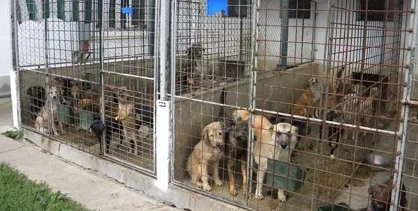 adapos-canin-saracesti