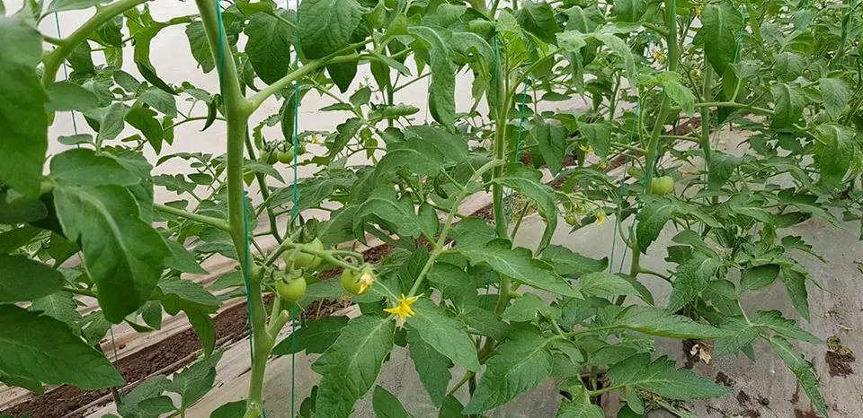 rosii