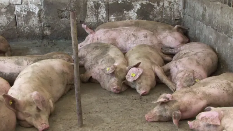 porci