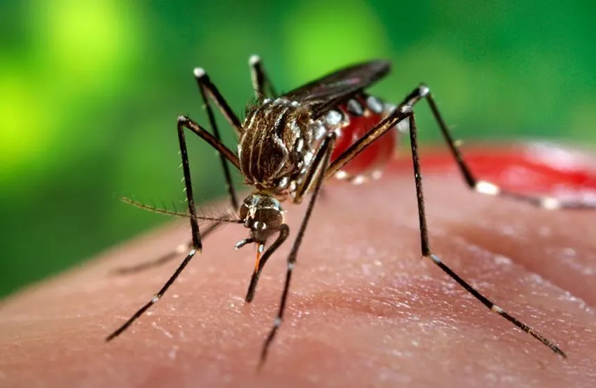 zika-virus2