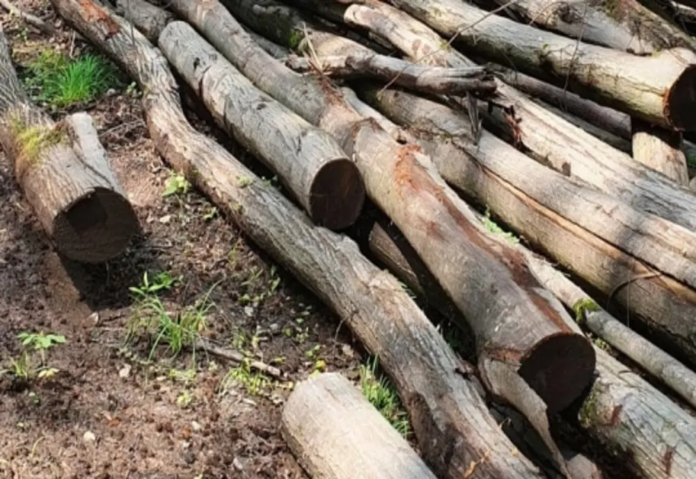 Bărbat din Vâlcea surprins în timp ce descărca 2,34 mc material lemnos