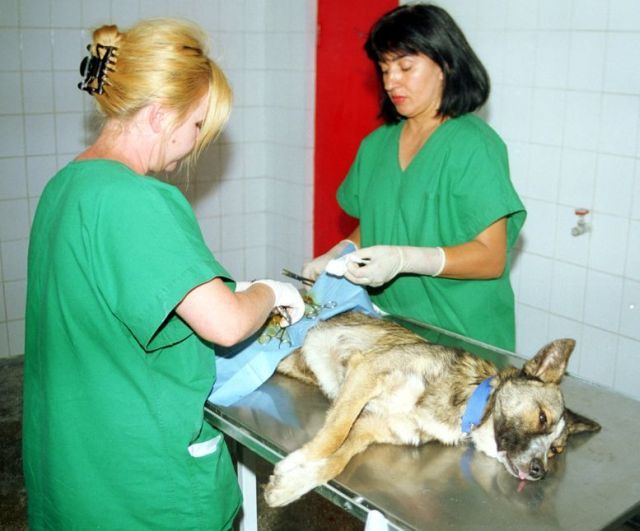 sterilizare-caini