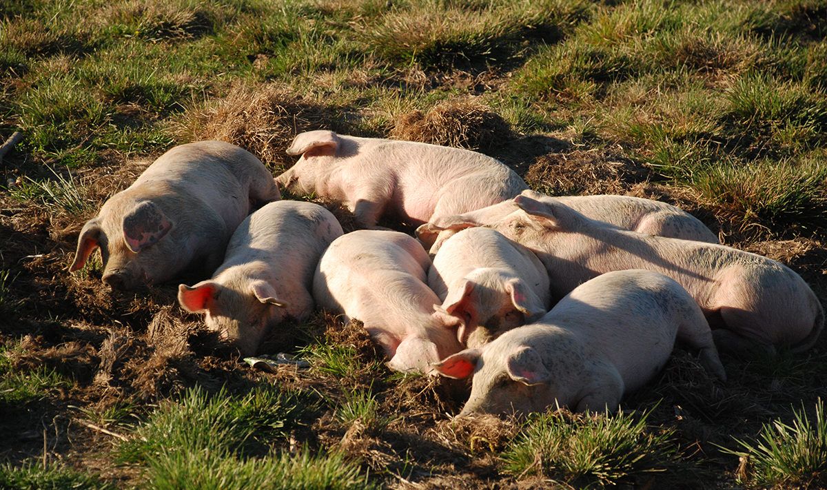 porci-e1535550976760