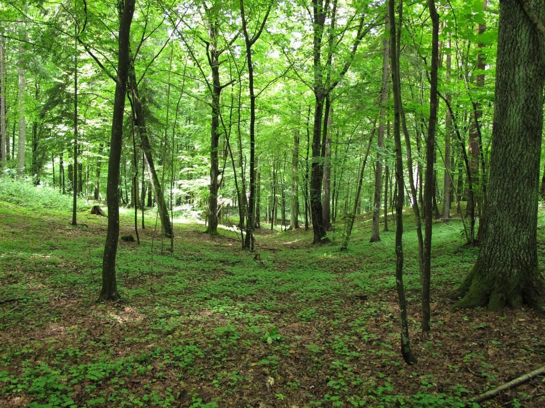 sprijin-pentru-crearea-de-suprafete-impadurite-33980