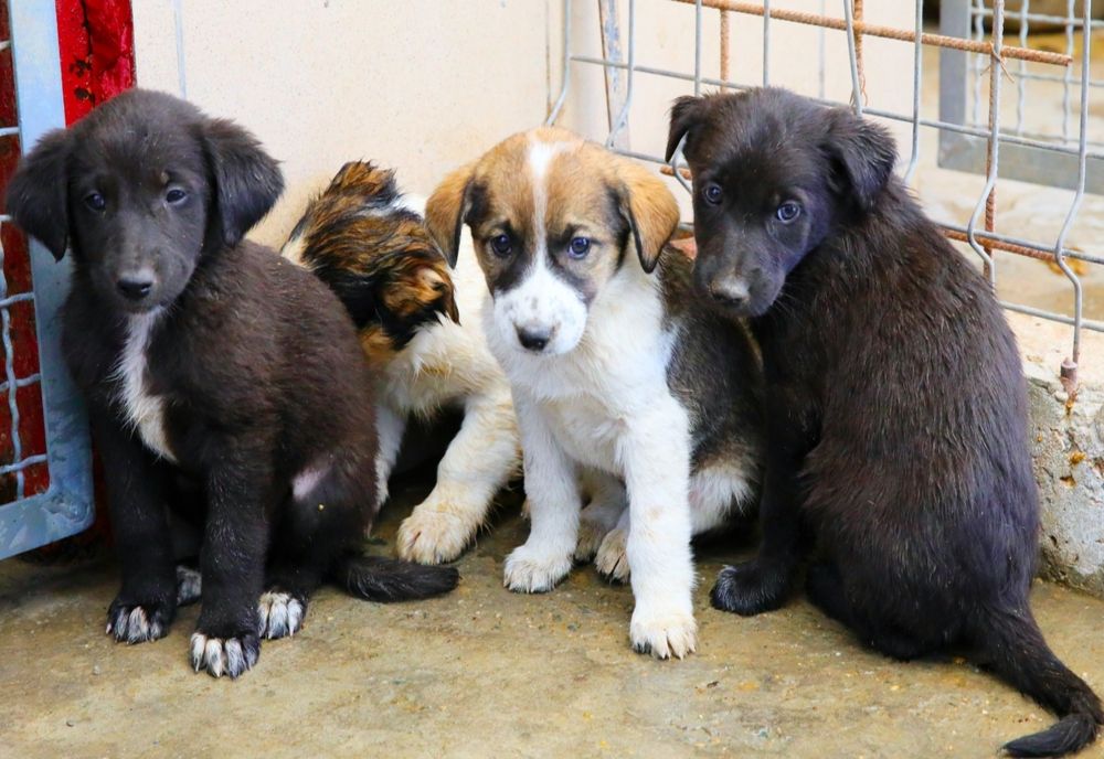 Caracal: Campanie de sterilizare a câinilor cu stăpân din municipiu