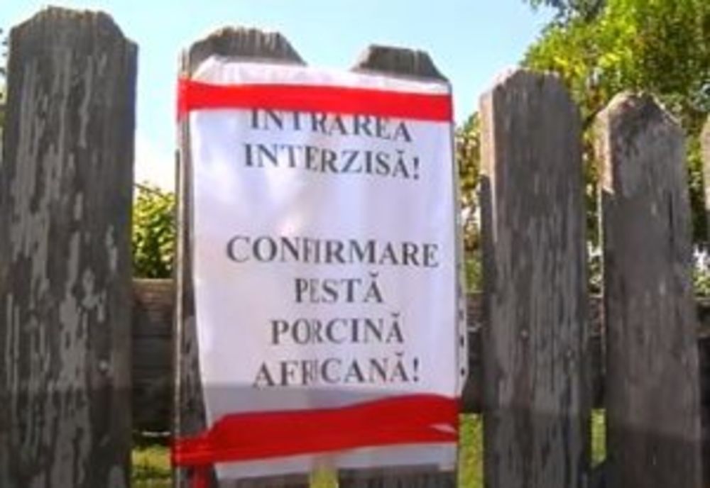 Ce județe sunt afectate de pesta porcină. Aproape 100 de focare active