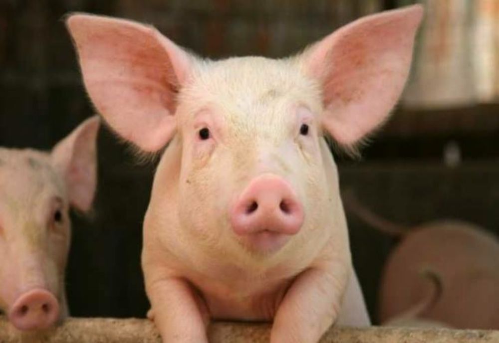 Zeci de focare de pestă porcină active în judeţul Olt