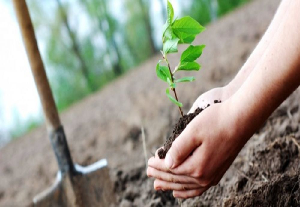 Persoanele care vor înființa o pădure vor primi anual o primă, timp de 20 de ani