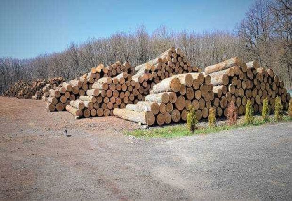 CÂT COSTĂ LEMNELE DE FOC LA UN OCOL SILVIC ROMSILVA