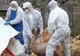Teste de pestă porcină în laboratorul Direcției Sanitare Veterinare Olt