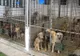 Vor camere video și program de vizită prelungit la adăpostul de la Sărăcești
