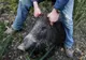 DSVSA Olt infirmă zvonurile privind apariţia pestei porcine în judeţ
