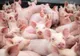 Oficial. A fost confirmat focarul de pestă porcină africană din Olt