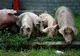 Zeci de porci morţi, găsiţi abandonaţi pe un islaz din judeţul Olt