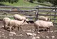 Fermierii din Rusănești care au ascuns porcii bolnavi, amendați și fără despăgubiri