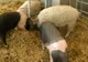 Veterinarii verifică toți porcii din localitățile aflate în apropiere de Osica de Sus