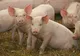 Primii porci, aduși în Rusănești peste două săptămâni. Când se poate relua creșterea suinelor în comună
