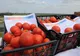 Peste 14 milioane de euro au intrat în contul oltenilor care au accesat „Programul de tomate”