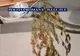 Cannabis crescut „indoor“ de un tânăr din Caracal. Ce măsură au luat procurorii DIICOT şi poliţiştii - VIDEO