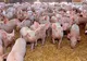 Porcii santinelă din Rusănești, cumpărați și îngrijiți cu sprijinul autorităților locale. Oamenii nu aveau bani să cumpere alte animale