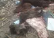 Resturi de porci mistreți, aruncate într-o groapă de gunoi din Potcoava