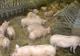 Mai multe focare de pestă porcină amenință județul. Alertă la Giuvărăști