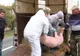 Peste o mie de porci cu pestă ucişi, în judeţul Olt, de la începutul anului. Prefect: "Facem un apel către populație să înregistreze porcii pentru a putea beneficia de despăgubiri"