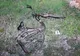 Accident pe un drum național din Olt. Biciclist octogenar, lovit mortal de un autoturism - FOTO