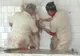 Fără târguri de miei în Olt. De unde se pot aproviziona în siguranţă consumatorii