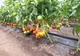 Primele tomate oltenești, testate pentru depistarea pesticidelor. Care sunt rezultatele/ FOTO