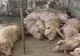 Decizie finală a veterinarilor în cazul focarului de pestă porcină de la Șerbănești