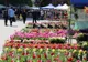 Zeci de expozanţi şi-au anunţat prezenţa la Expo Flora 2019, care se desfăşoară în centrul Slatinei, la finalul lunii