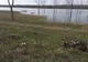 Dunărea a inundat zeci de hectare de pășuni și pădure, la Corabia