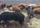 Speriați de pestă, mii de olteni au renunțat să mai crească porci în gospodării în ultimul an- Statistica veterinarilor