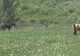 Cai lăsați la păscut pe margine drumului, ridicați de la Podul Olt- VIDEO
