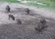 Încă două focare de pestă porcină în Olt. Autoritățile sunt în alertă