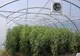 Sute de legumicultori din județ vor produce roșii în solarii, până în luna decembrie