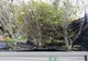 Caracalul, orașul magnoliilor. Centrul orașului va înflori