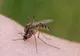 Trei cazuri de infecţie cu virusul West Nile confirmate în Olt, Bacău și București