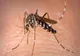 INSP: 103 CAZURI DE INFECŢIE CU VIRUSUL WEST NILE, ÎNREGISTRATE DIN 3 IUNIE PÂNĂ ÎN PREZENT