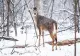 Iarna s-a întors la munte: strat de zăpadă record și risc mare de avalanșă