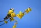 VREMEA 28 APRILIE. VREME FRUMOASĂ CU TEMPERATURI PLĂCUTE ȘI CER SENIN
