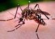 Două persoane din Olt au murit din cauza virusului West Nile