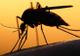 Virsulul West Nile a ucis un bătrân din Vulpeni